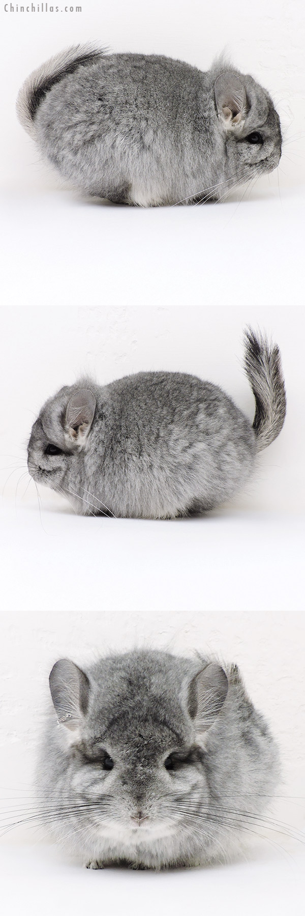 17036 Exceptional Standard  Royal Persian Angora Female Chinchilla with Lion Mane