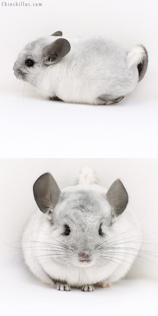 Chinchilla or related item offered for sale or export on Chinchillas.com - 17039 Ebony & White Mosaic ( Locken Carrier ) Female Chinchilla