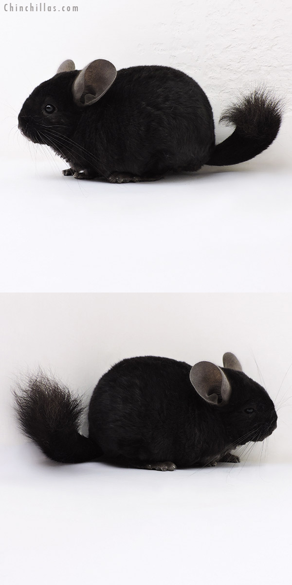 17040 Large Ebony Quasi Locken Female Chinchilla