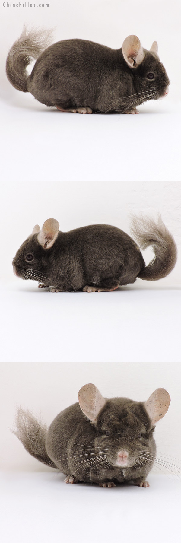 17045 Dark Tan Quasi Locken Male Chinchilla