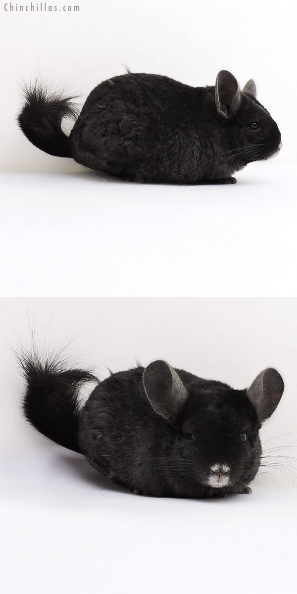 17041 Ebony Locken Female Chinchilla