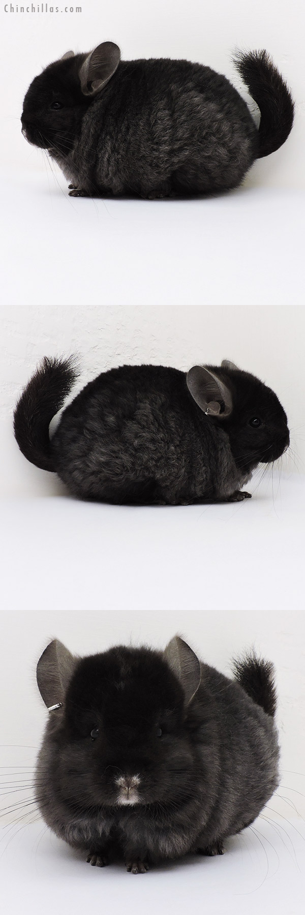 17051 Blocky Ebony  Royal Imperial Angora Male Chinchilla