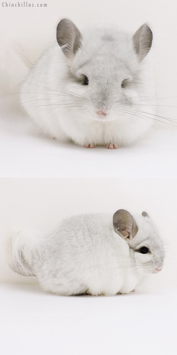 17050 White Mosaic  Royal Persian Angora Male Chinchilla