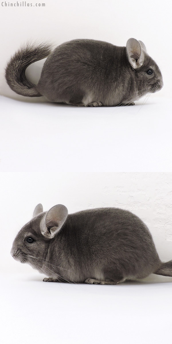 17042 Show Quality Violet ( Ebony Carrier ) Female Chinchilla