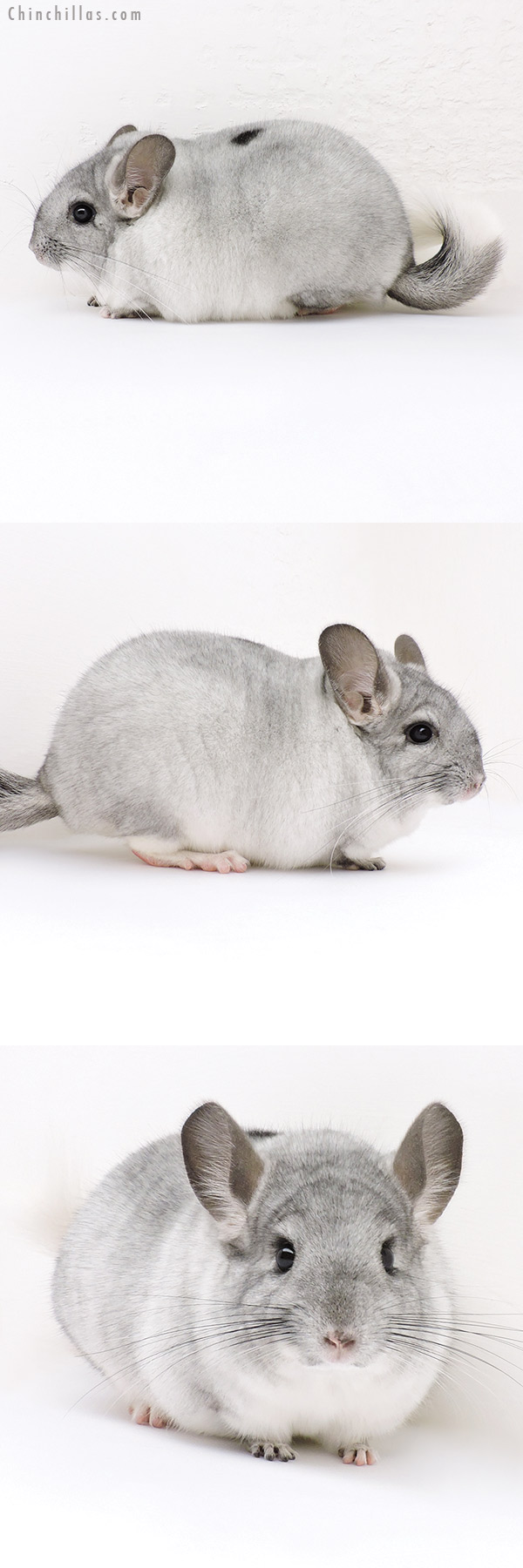 17037 Premium Production Quality Silver Mosaic Female Chinchilla