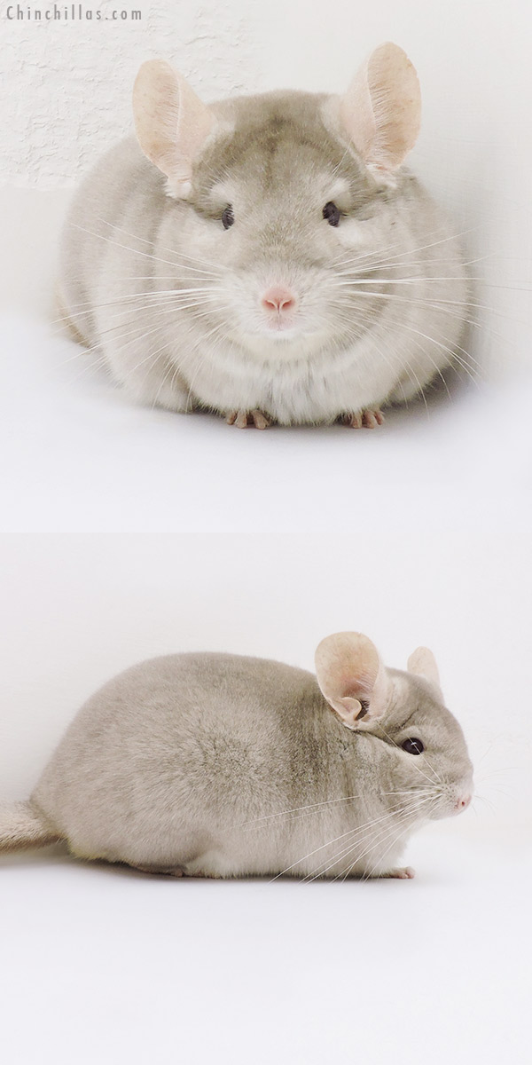 17053 Show Quality Homo Beige Male Chinchilla