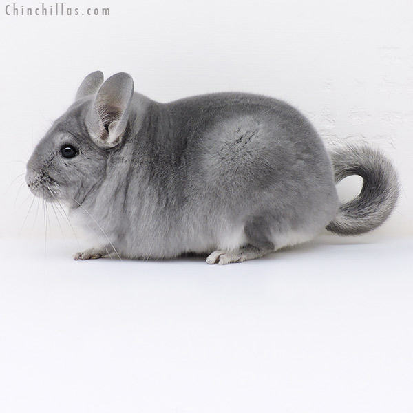 17055 Large Top Show Quality Blue Diamond Male Chinchilla