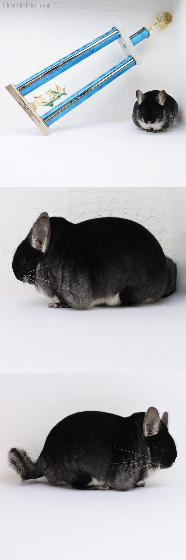 17062 Extra Extra Large Blocky Grand Show Champion Black Velvet Male Chinchilla