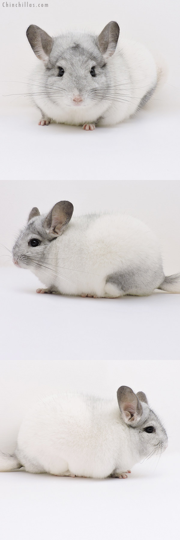 17054 Blocky Show Quality White Mosaic Male Chinchilla