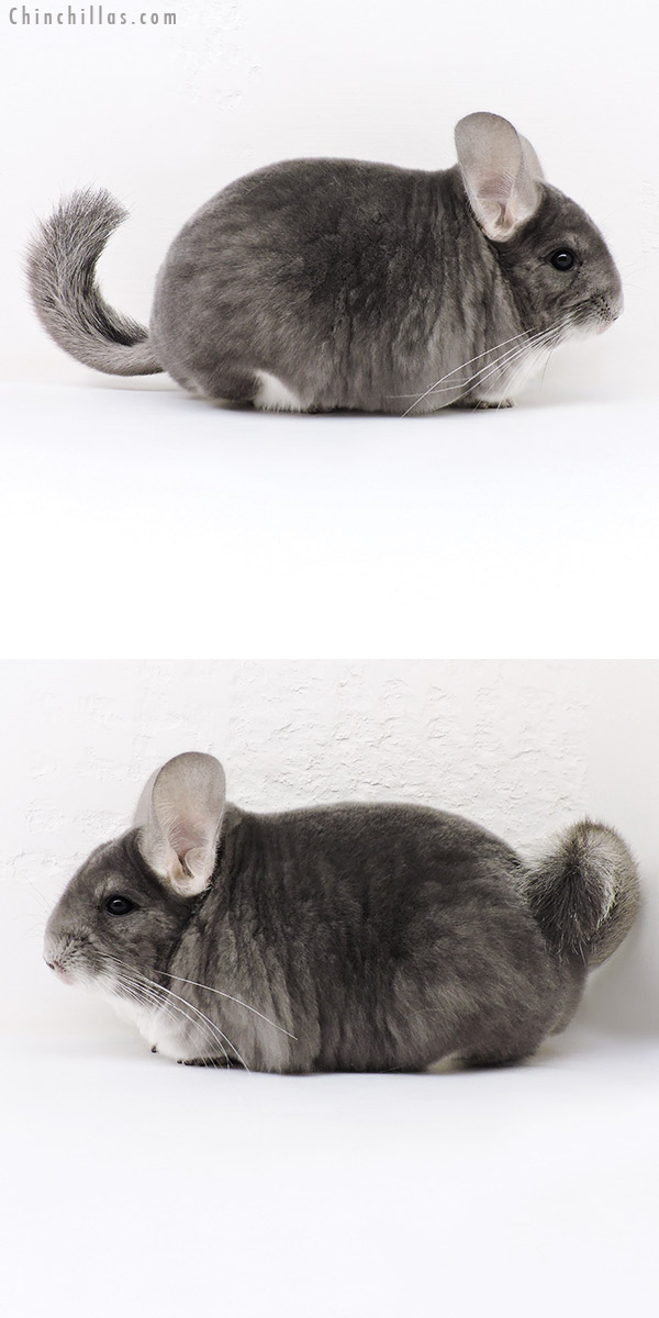 17079 US National 3rd Best in Class Violet Female Chinchilla