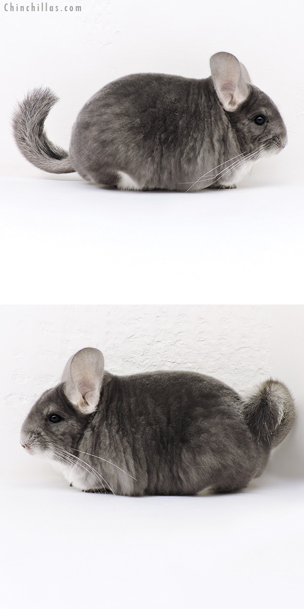 Chinchilla or related item offered for sale or export on Chinchillas.com - 17079 US National 3rd Best in Class Violet Female Chinchilla