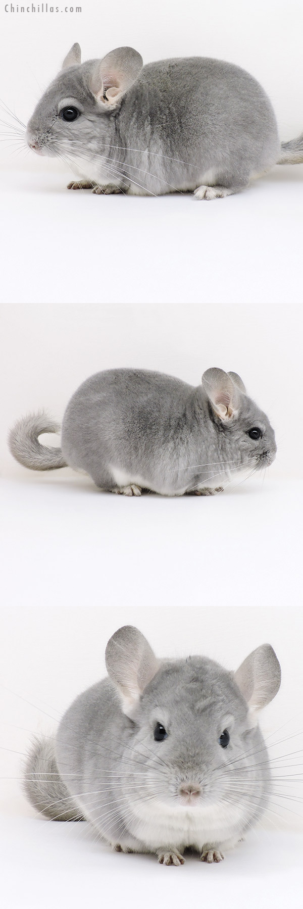 17074 Premium Production Quality Blue Diamond Female Chinchilla