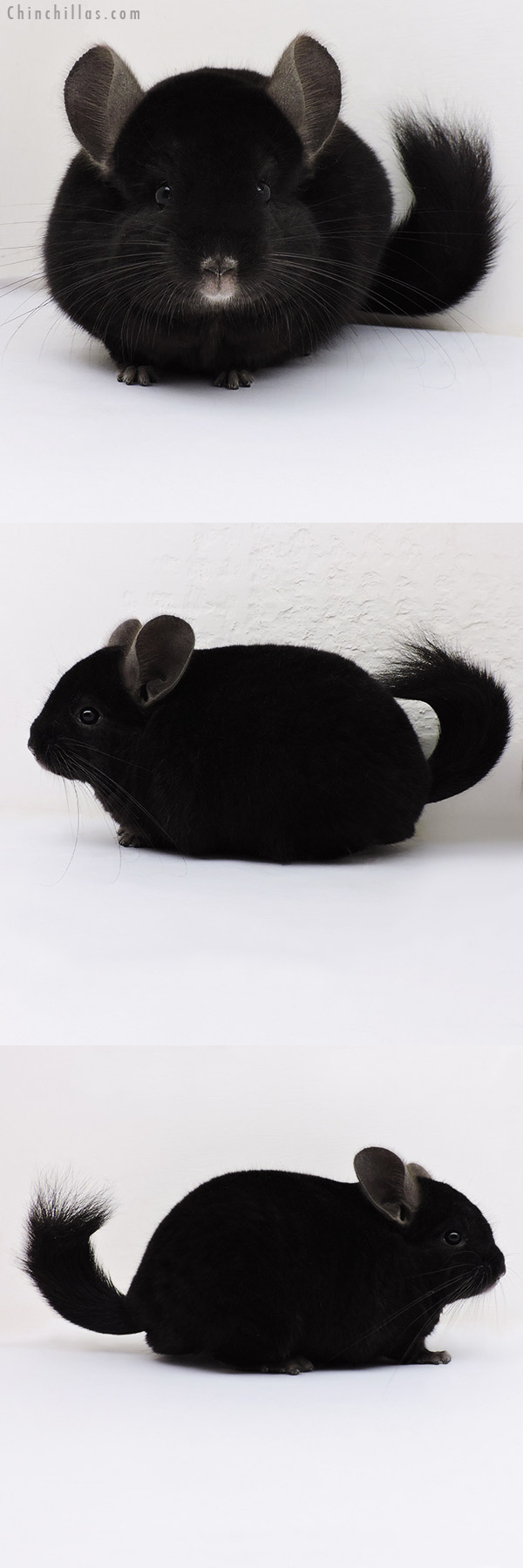 17058 Large Blocky Ebony ( Locken Carrier ) Male Chinchilla