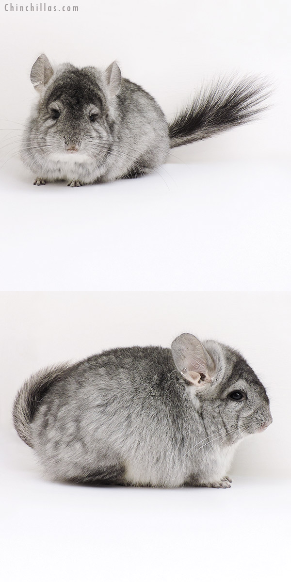 17033 Standard ( Violet Carrier )  Royal Persian Angora Female Chinchilla