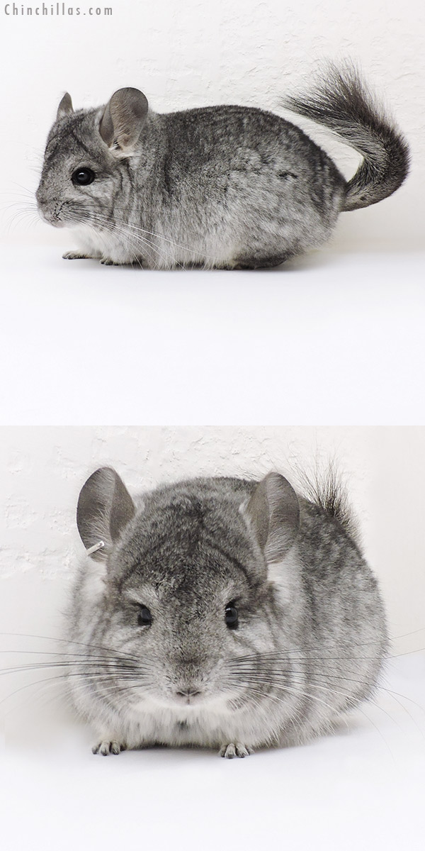 17046 Standard  Royal Persian Angora Male Chinchilla