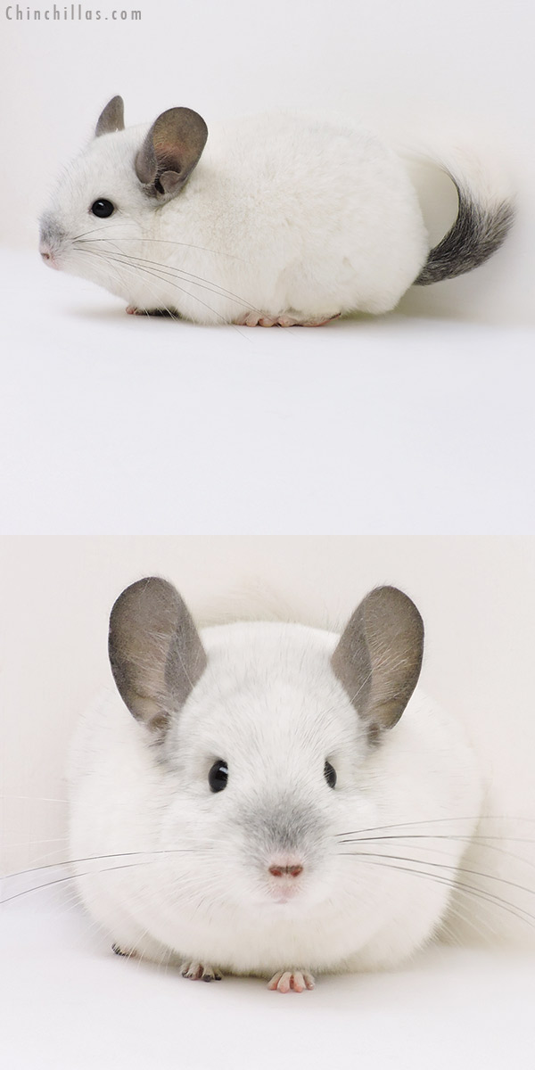 17060 Show Quality Predominantly White Female Chinchilla