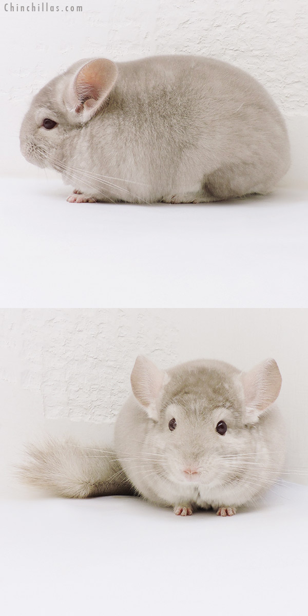 17063 Blocky Herd Improvement Quality Homo Beige Male Chinchilla