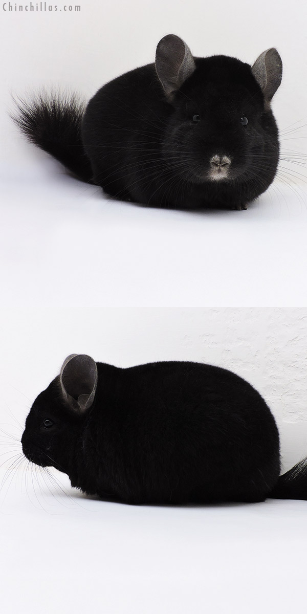 17052 Large Herd Improvement Quality Ebony Male Chinchilla