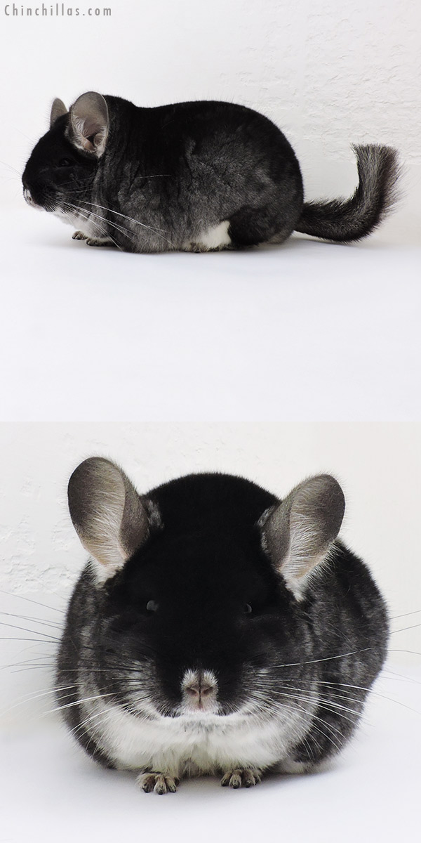 17067 Large Blocky Show Quality Black Velvet Male Chinchilla