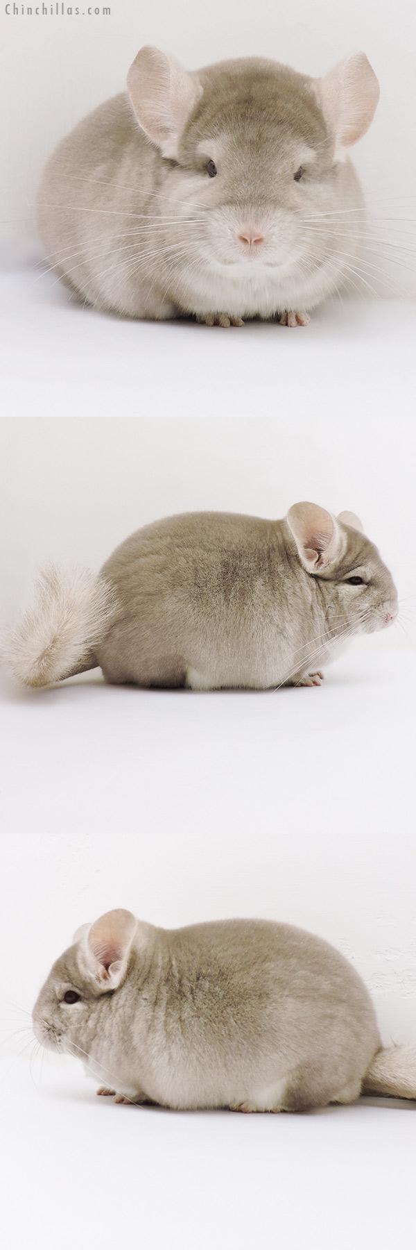 17068 Blocky Show Quality Homo Beige Male Chinchilla