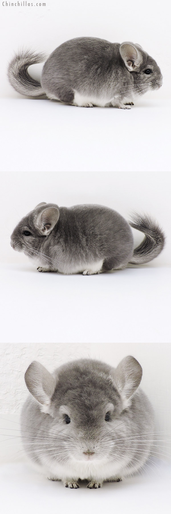 17065 Large Blocky Herd Improvement Quality Violet Male Chinchilla