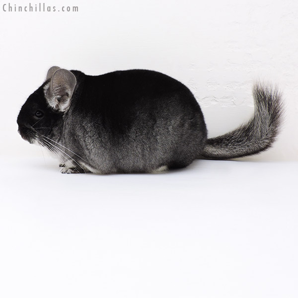 17080 Large Blocky Premium Production Quality Black Velvet Female Chinchilla