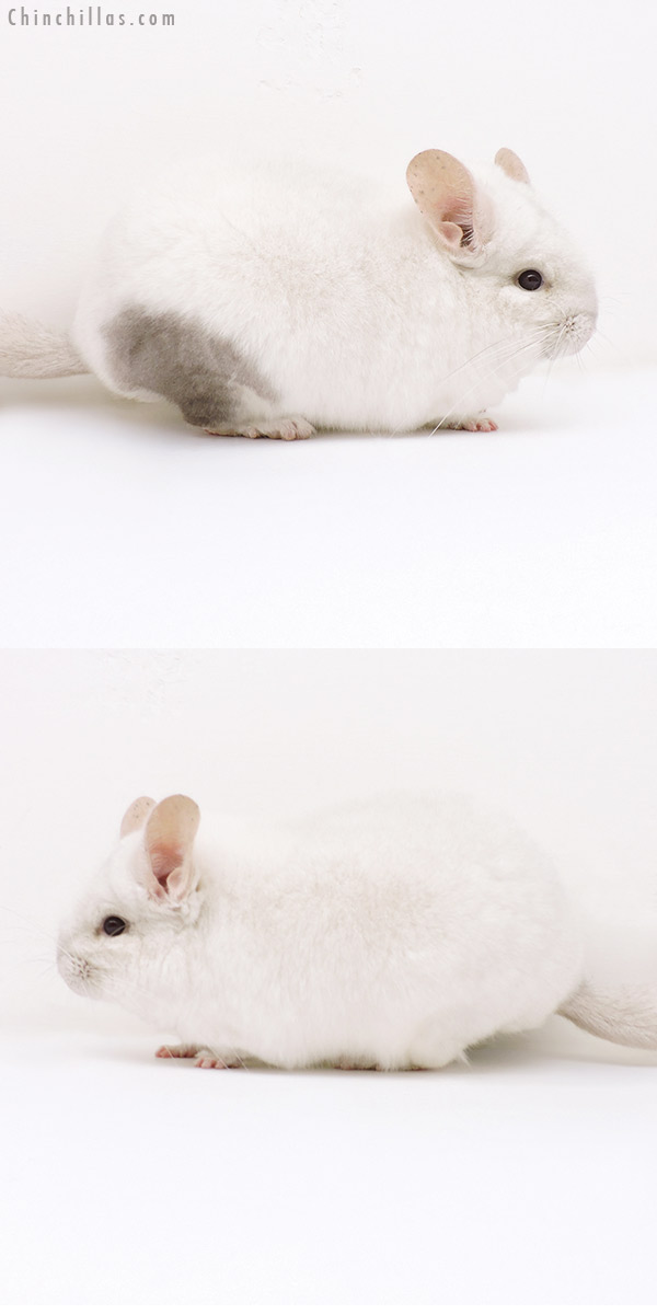 17076 Large Show Quality Pink White Female Chinchilla