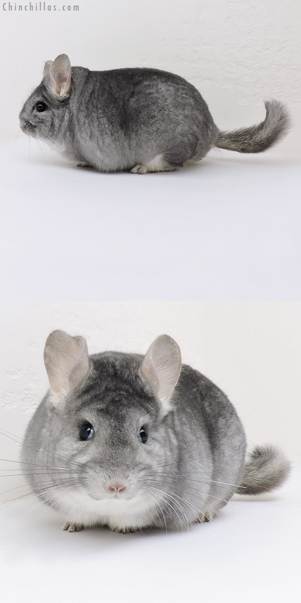 17071 Blocky Herd Improvement Quality Sapphire Male Chinchilla