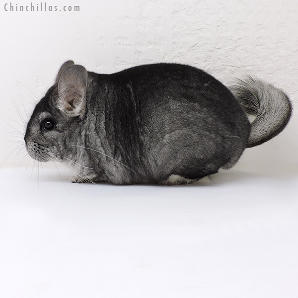 17043 Premium Production Quality Standard Female Chinchilla