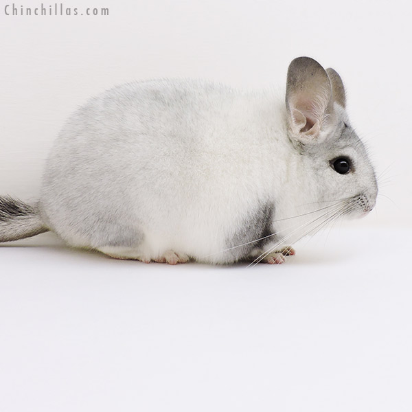 17059 Show Quality White Mosaic Female Chinchilla