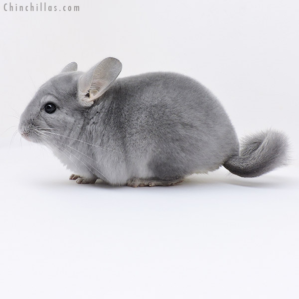 17061 Show Quality Blue Diamond Female Chinchilla