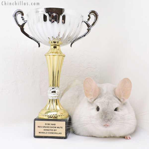 17078 Grand Show Champion & National 3rd Best Class Champion Pink White Female Chinchilla