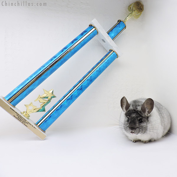 17069 Reserve Grand Show Champion XXL White Mosaic Male Chinchilla