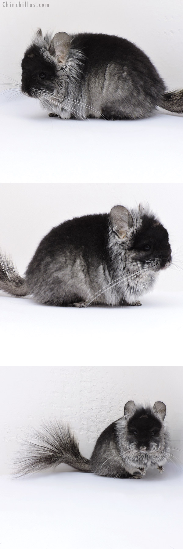 17085 Exceptional Black Velvet ( Violet Carrier ) G2  Royal Persian Angora Male Chinchilla with Lion Mane