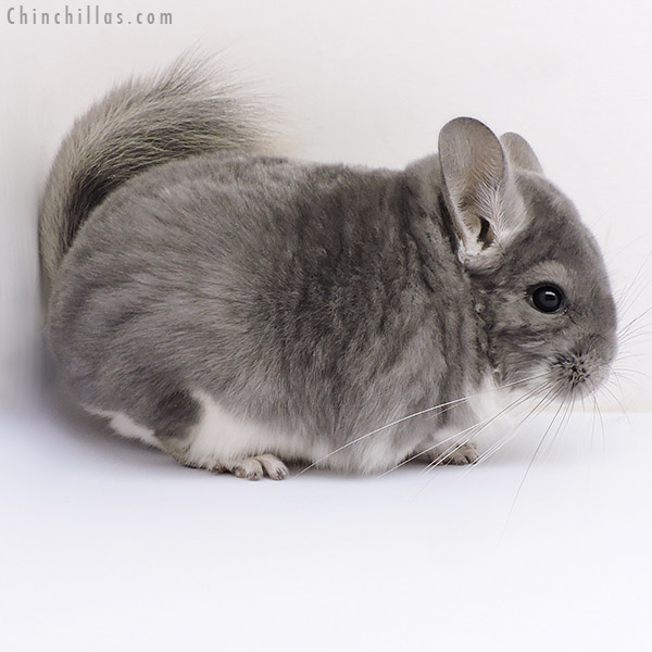 17088 Violet Male Chinchilla