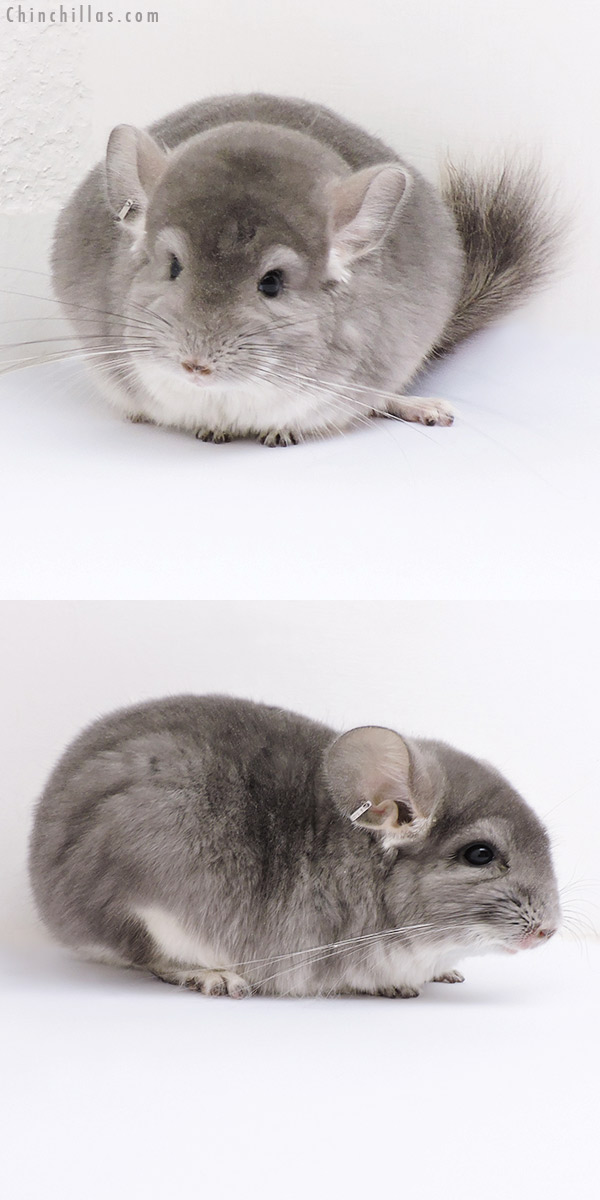 17084 Violet (  Royal Persian Angora Carrier ) Female Chinchilla