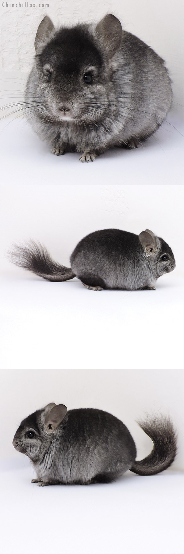 17094 Hetero Ebony  Royal Persian Angora Male Chinchilla