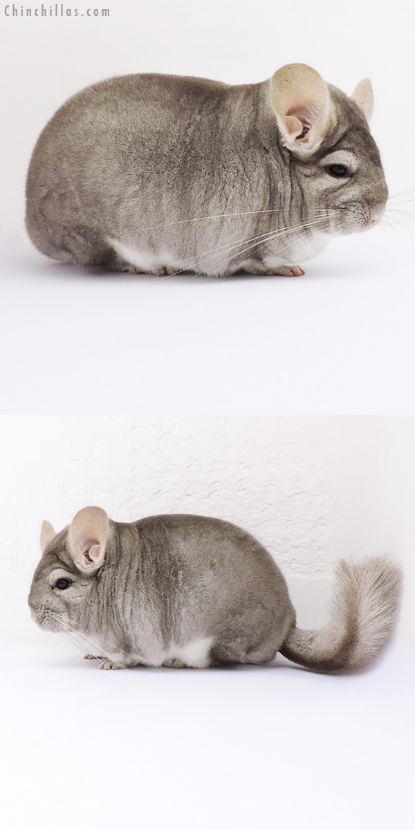 17081 National Reserve Class Champion Beige Female Chinchilla