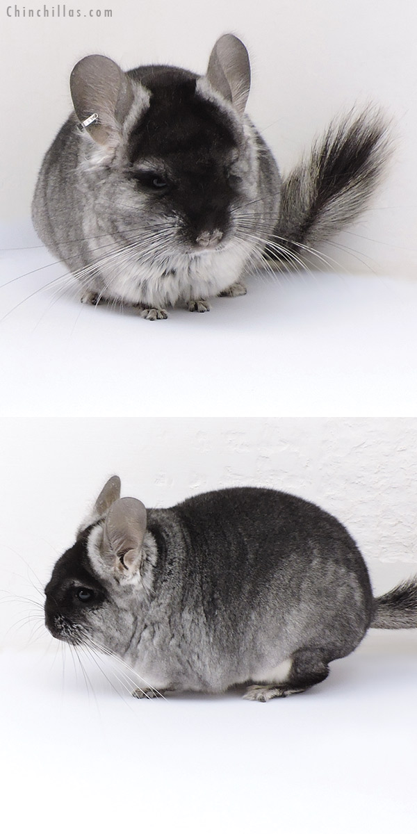 17087 Black Velvet (  Royal Persian Angora & Violet Carrier ) Female Chinchilla