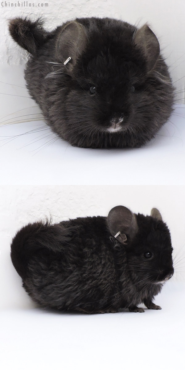 17086 Ebony  Royal Imperial Angora Male Chinchilla