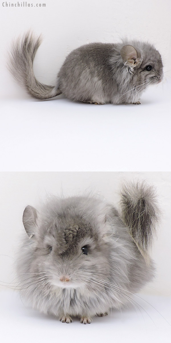 17095 Exceptional Violet G2  Royal Persian Angora Male Chinchilla with Lion Mane and Ear Tufts