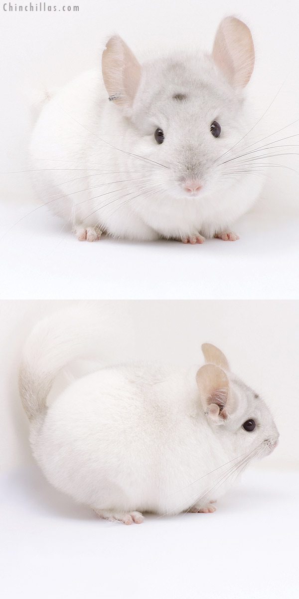 17093 Exceptional Pink White (  Royal Persian Angora Carrier ) Female Chinchilla