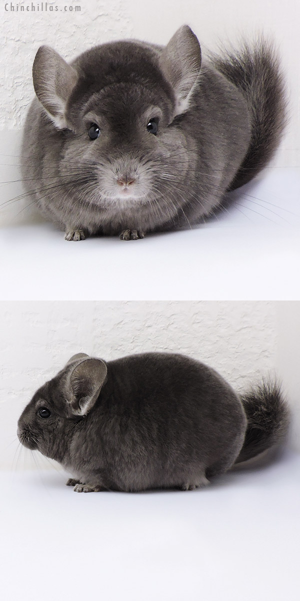 17096 Blocky Show Quality Wrap Around Violet Male Chinchilla