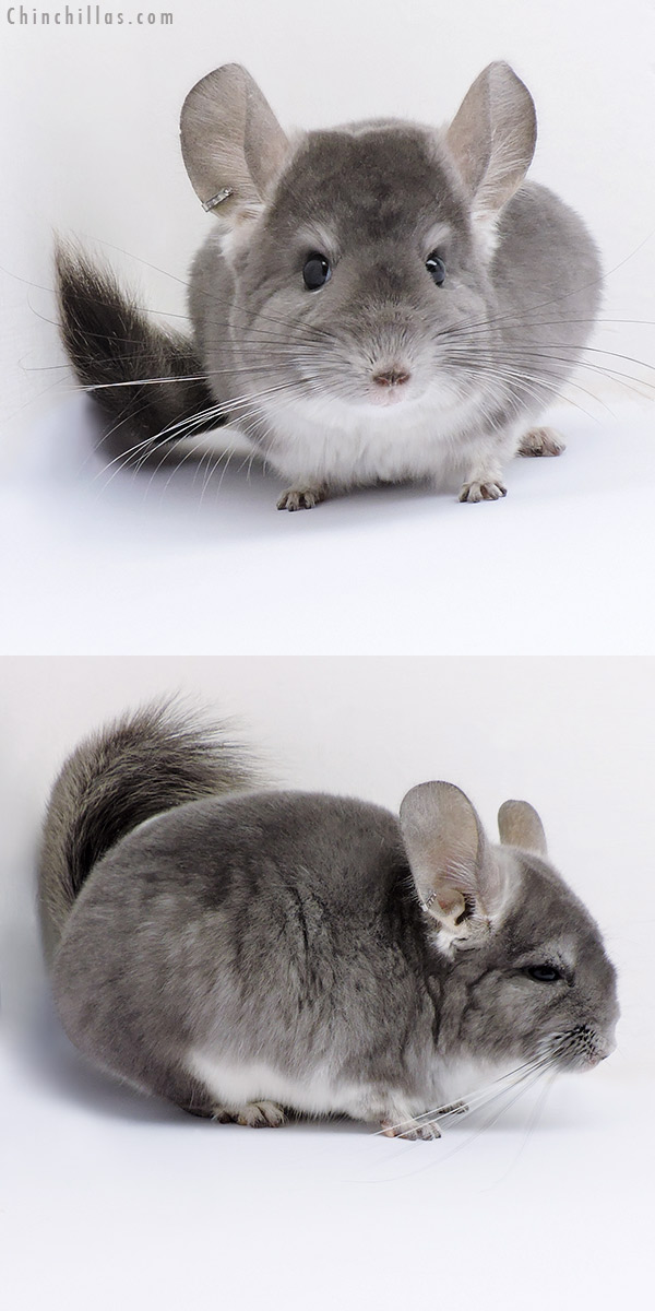 17090 Violet (  Royal Persian Angora Carrier ) Female Chinchilla
