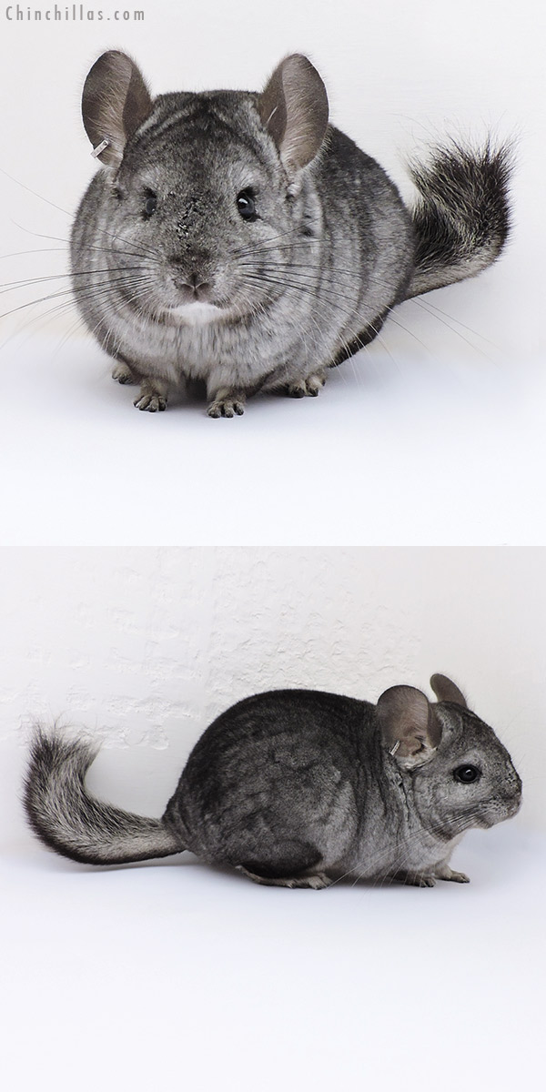 17091 Hetero Ebony (  Royal Persian Angora Carrier ) Female Chinchilla