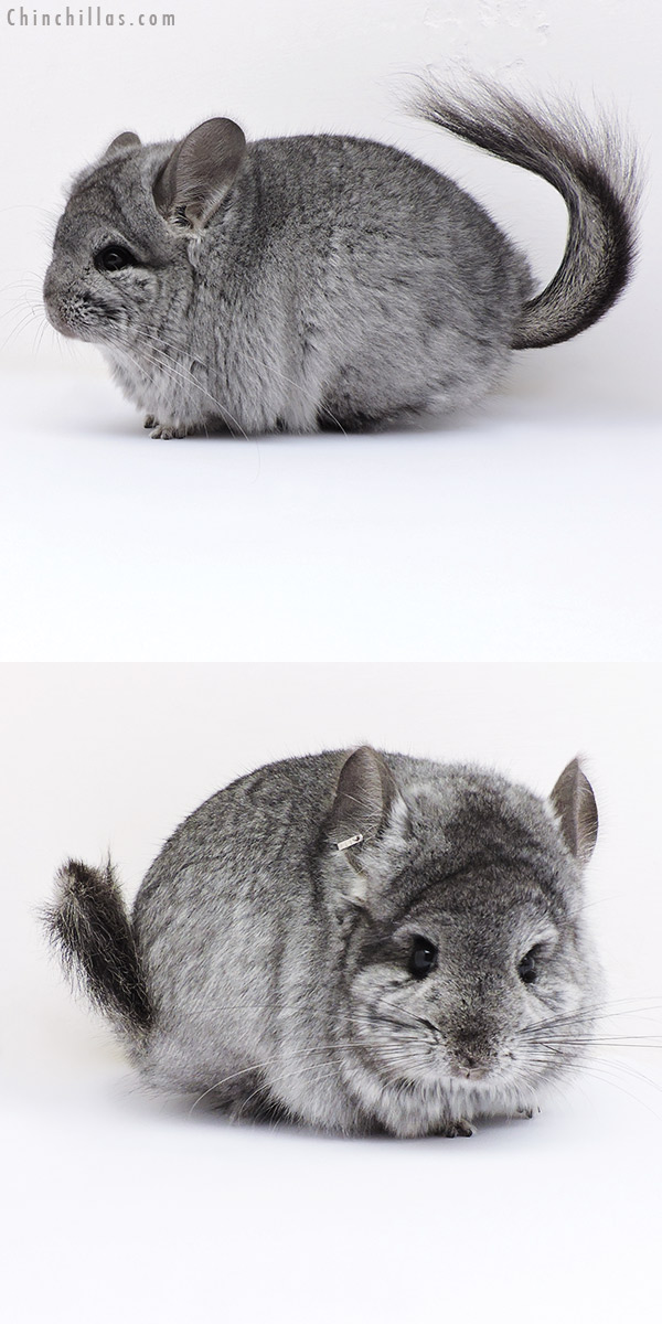 17092 Blocky Standard  Royal Persian Angora Female Chinchilla