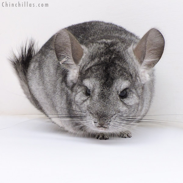 17098 Standard ( Violet &  Royal Persian Angora Carrier ) Female Chinchilla