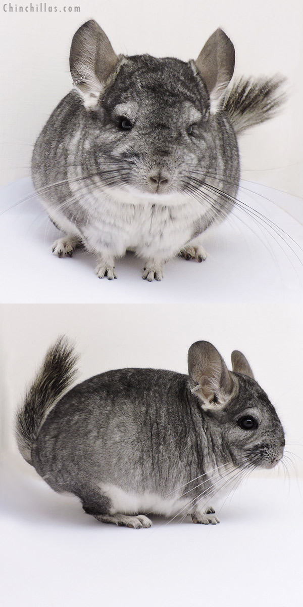 17099 Standard (  Royal Persian Angora Carrier ) Female Chinchilla