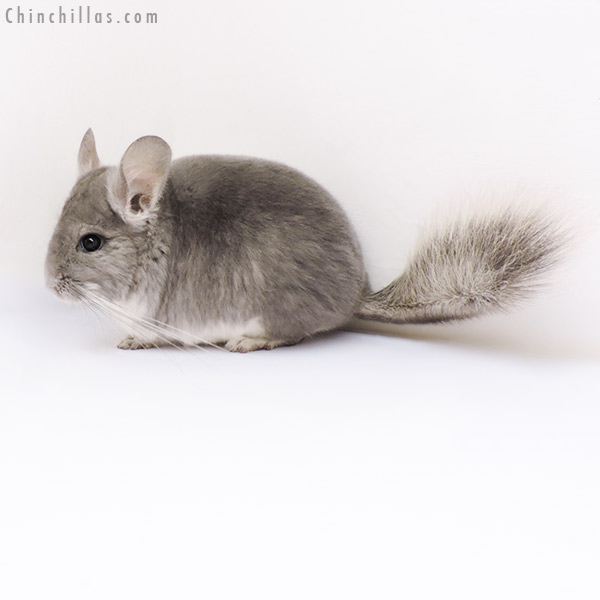 17100 Violet (  Royal Persian Angora Carrier ) Female Chinchilla