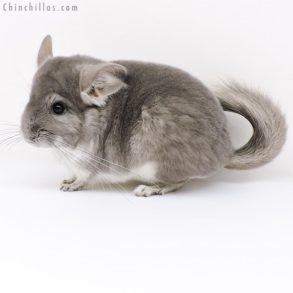 17101 Violet (  Royal Persian Angora Carrier ) Female Chinchilla